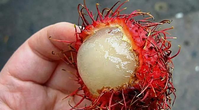 Asiatischer Wassernabel (Centella asiatica)